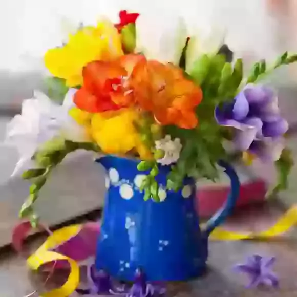 Freesia 